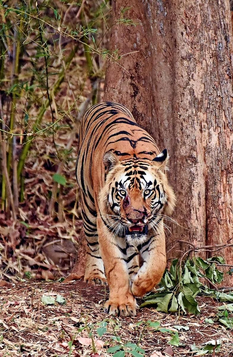 The injured male tiger that was spotted at Nagarahole National Park in HD Kote taluk of Mysuru district.