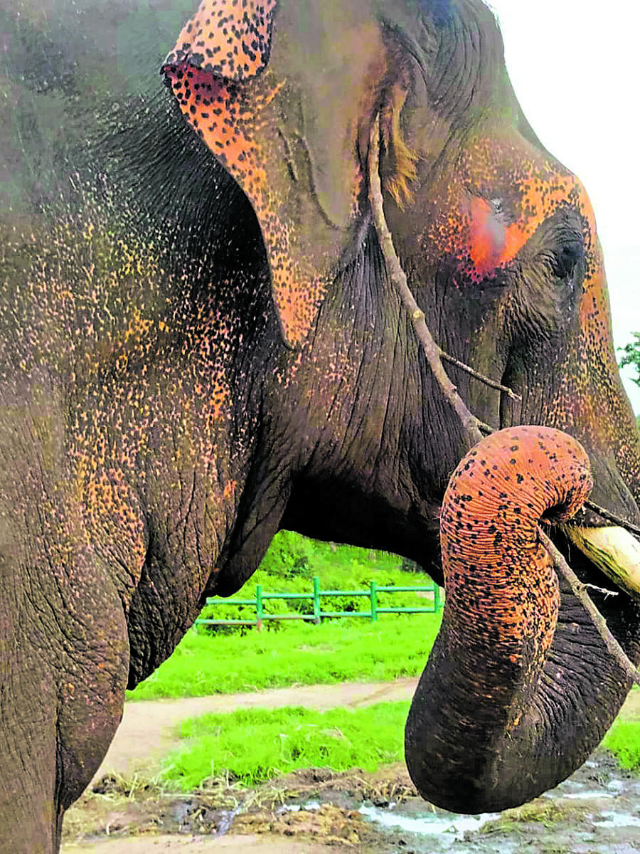 Rescued elephant at Bannerughatta National Park. DH Photo.