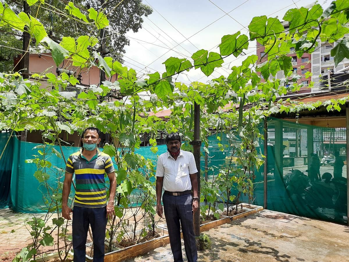 Progressive farmer Vijay Uliya and CMC Commissioner Rayappa under the ridge gourd vine, cultivated using the manure prepared from organic waste, behind CMC building in Ullal.
