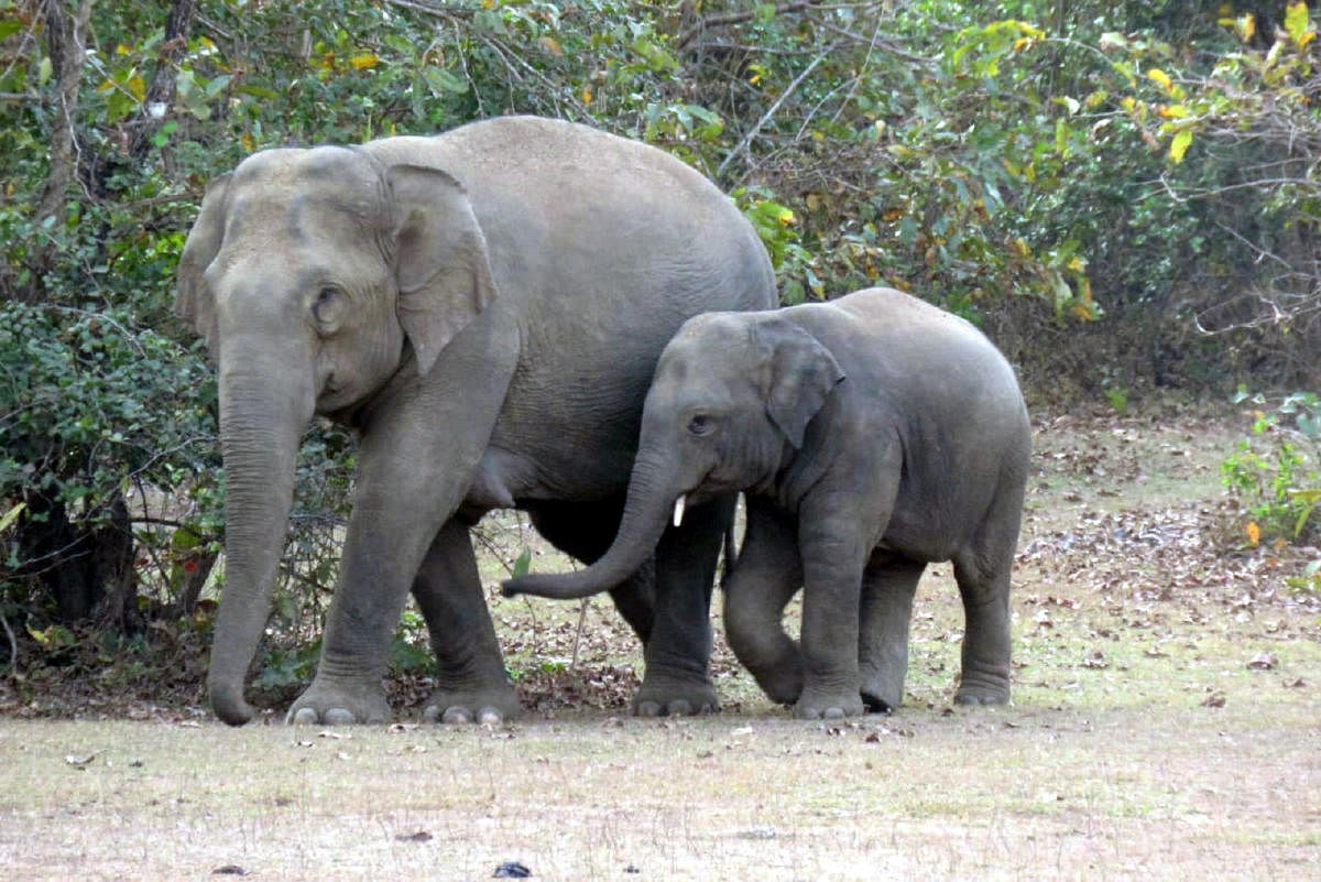 Wild elephant menace has become rampant in Kodagu district over the last few years. DH File Photo