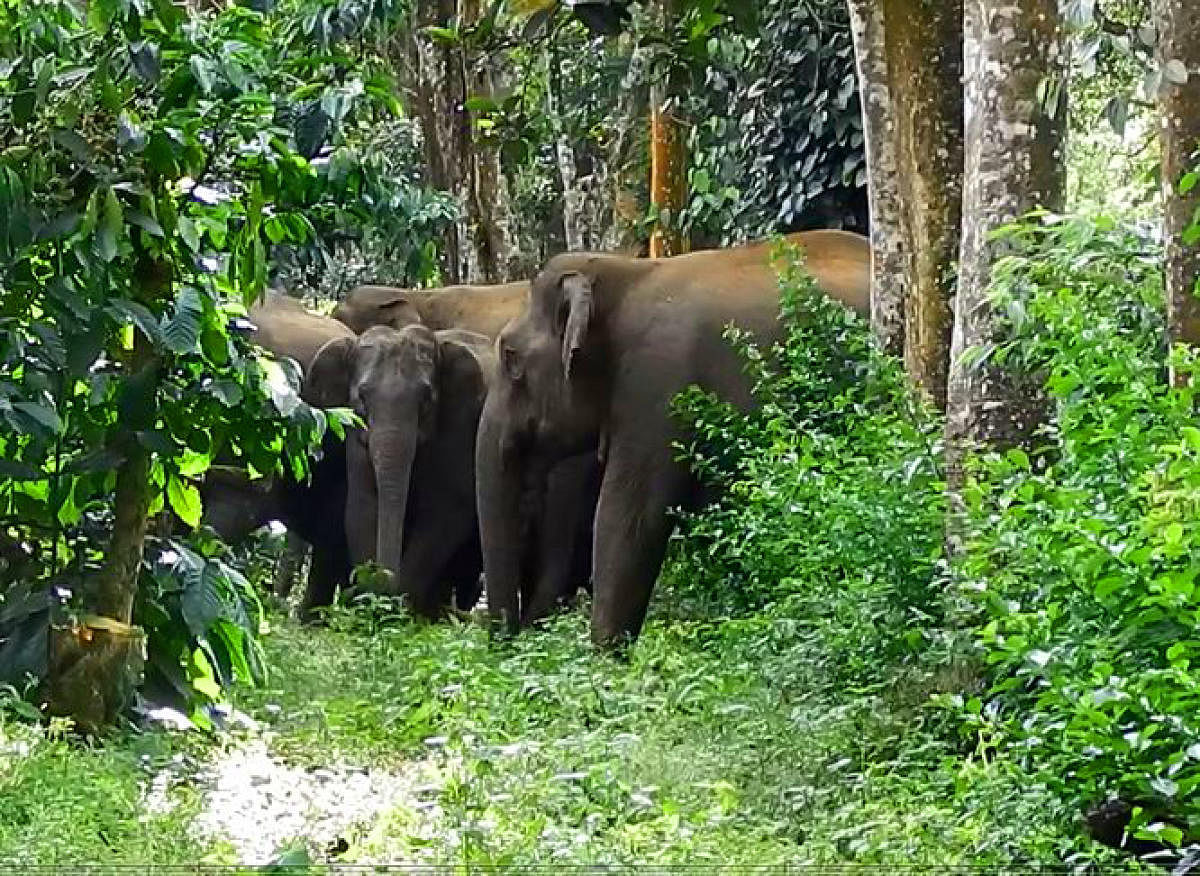 An elephant herd at a coffee plantation.