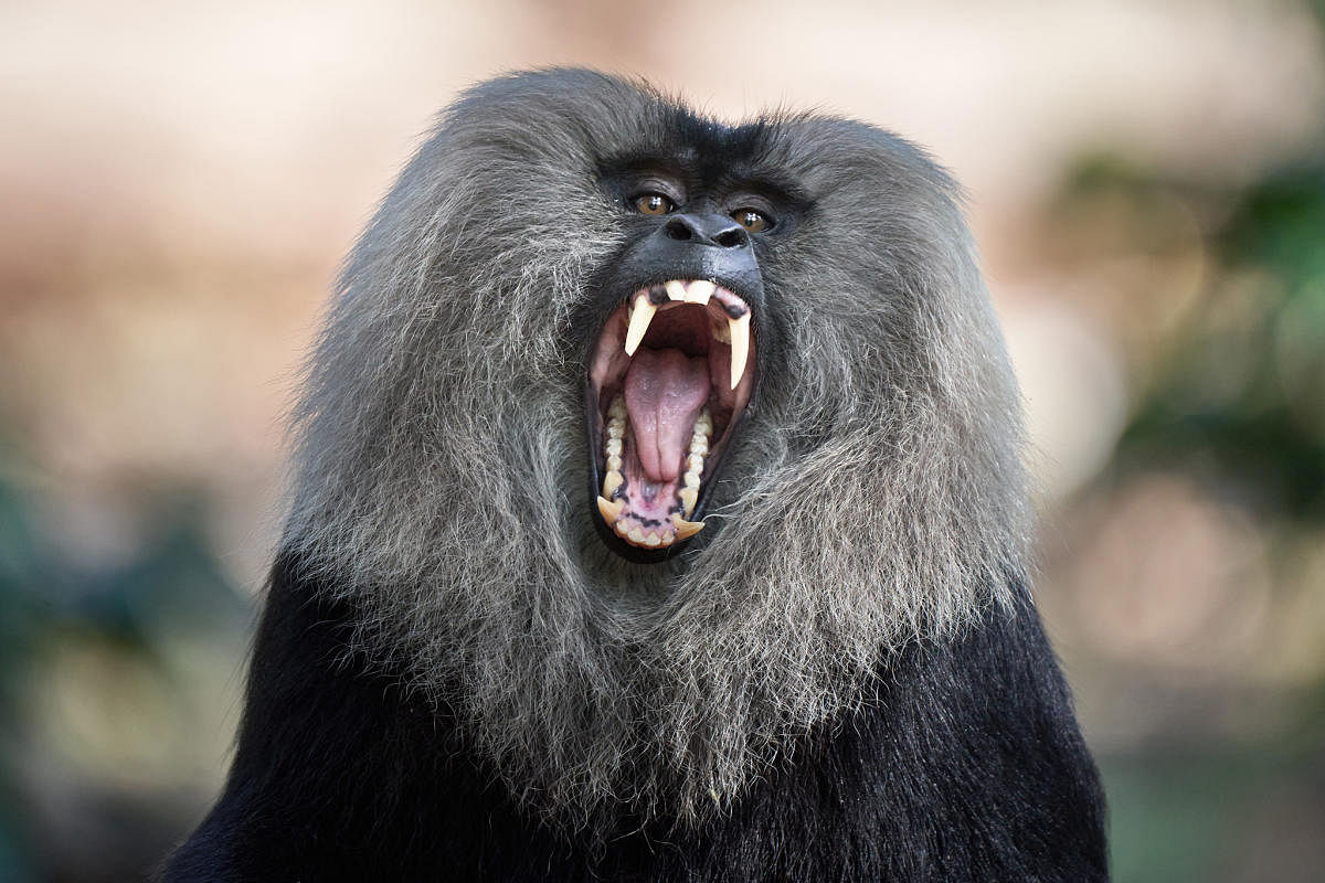 The documentary profiles the majestic Lion-Tailed Macaque found in the Western Ghats
