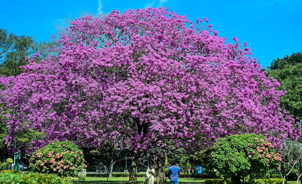 The 300-acre Cubbon Park with its rich flora has come to epitomise Bengaluru, the Garden City. Credit: DH Photo