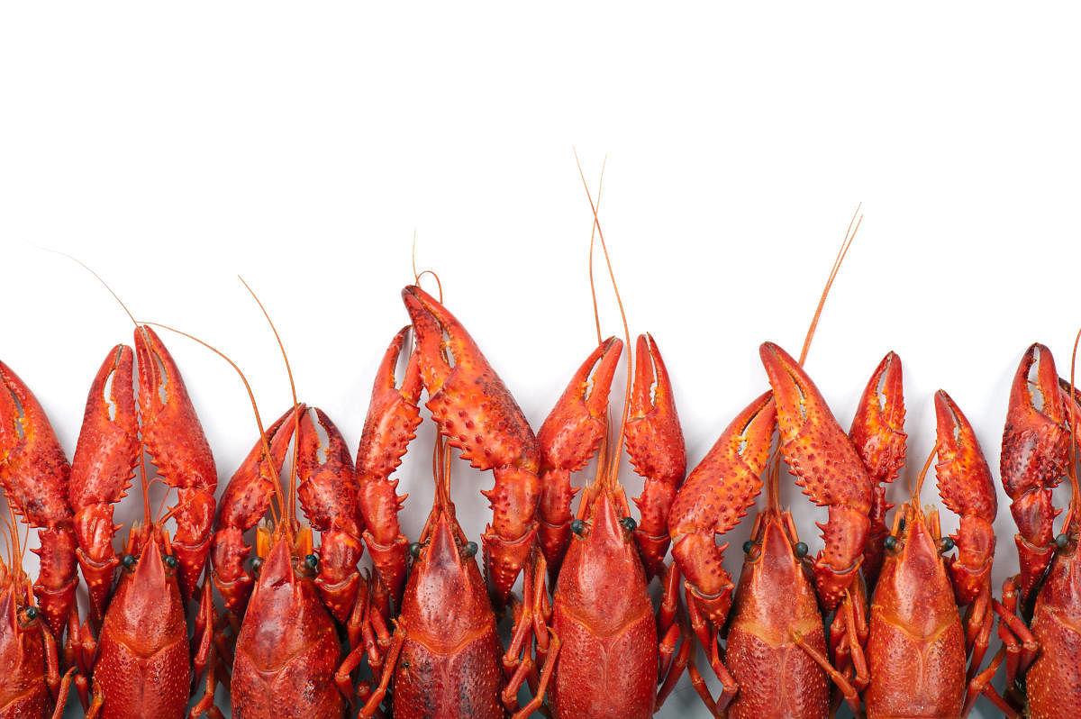 Mudbugs to Crayfish