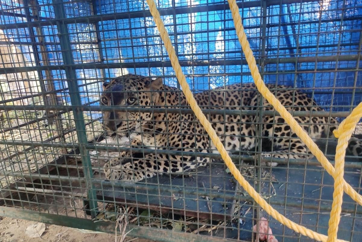 A leopard was rescued after it strayed into apartment complex on Bannerghatta Road on February 1.