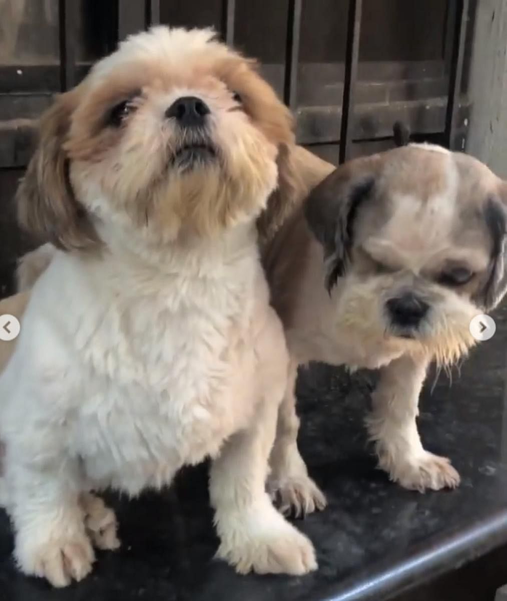 Two dogs after rehabilitation. They took some months to recover but are now in good health.