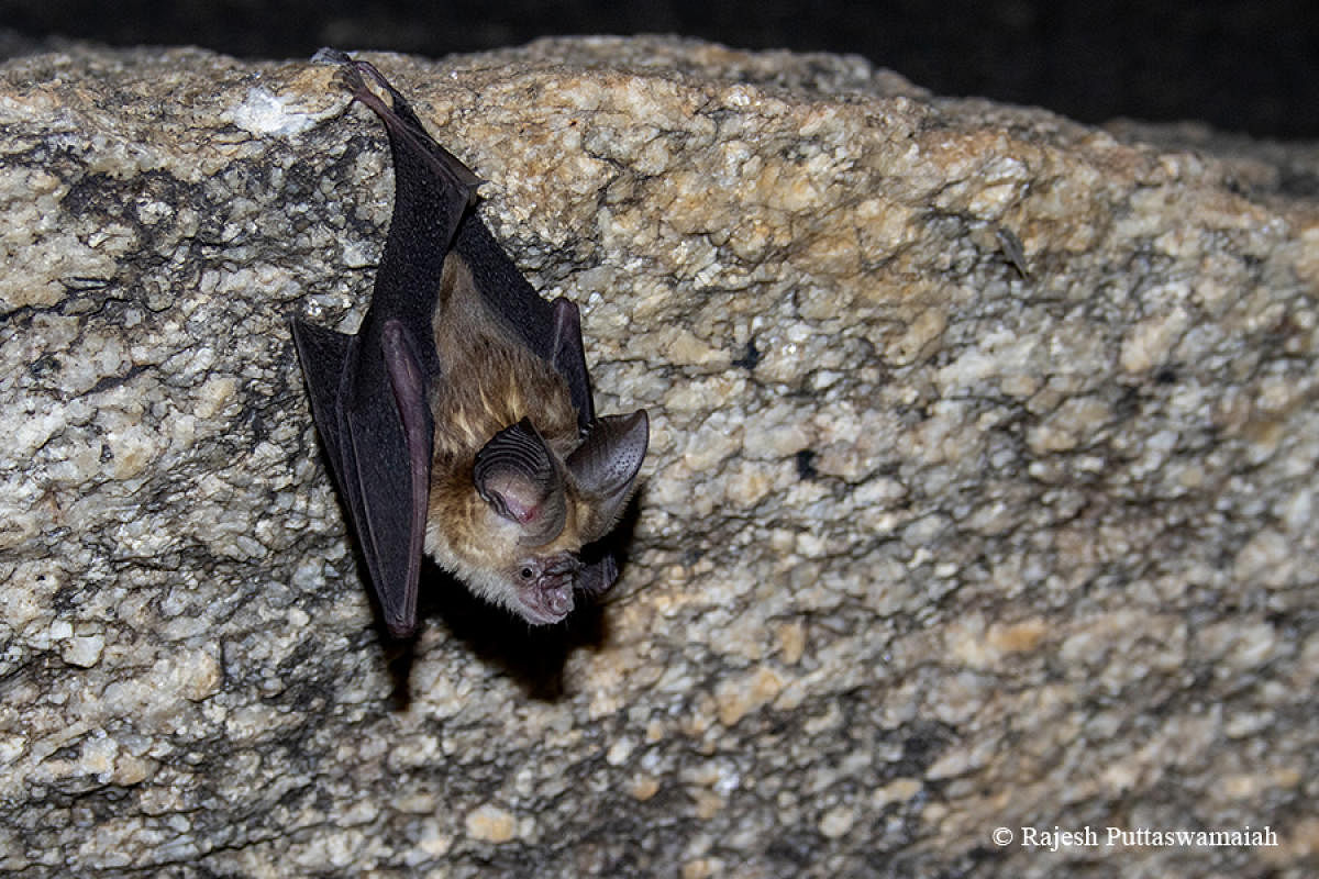 The Kolar leaf-nosed bat, lensed by Rajesh Puttaswamaiah.