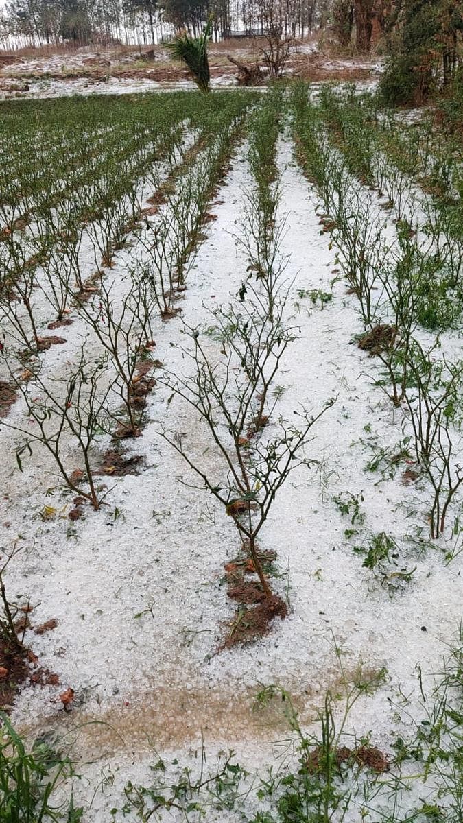 Hailstones spread over a chilli farm in the Kodagu district.