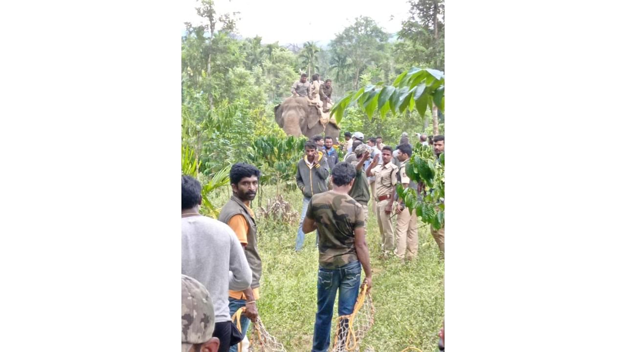 An operation underway in Manchalli in Kodagu to capture the tiger.