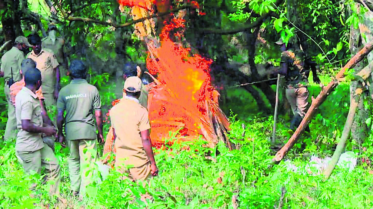 The carcass of the tiger was burned after it was located.