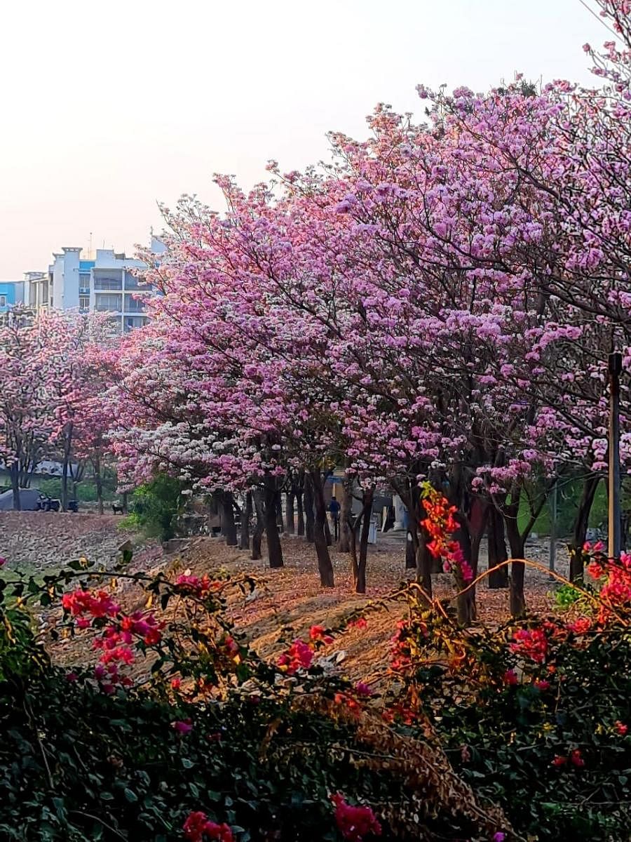 Benniganahalli lake offers a pictuesque view of these flowering trees. Picture via @Clementcjayakum on Twitter.