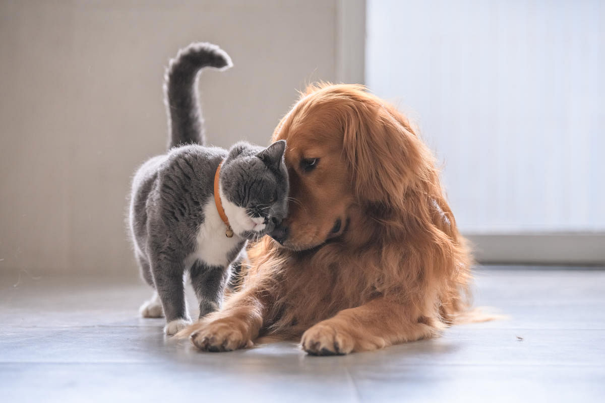 Your pet will begin to consider grooming sessions as a positive experience when you show them extra love and attention.