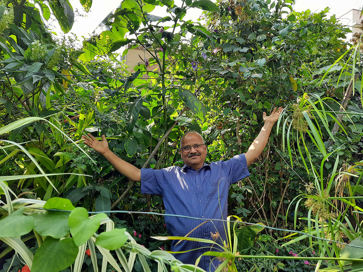 Nataraja Upadhya has documented the progress of his urban jungle, Ashrama Gardens, on YouTube.