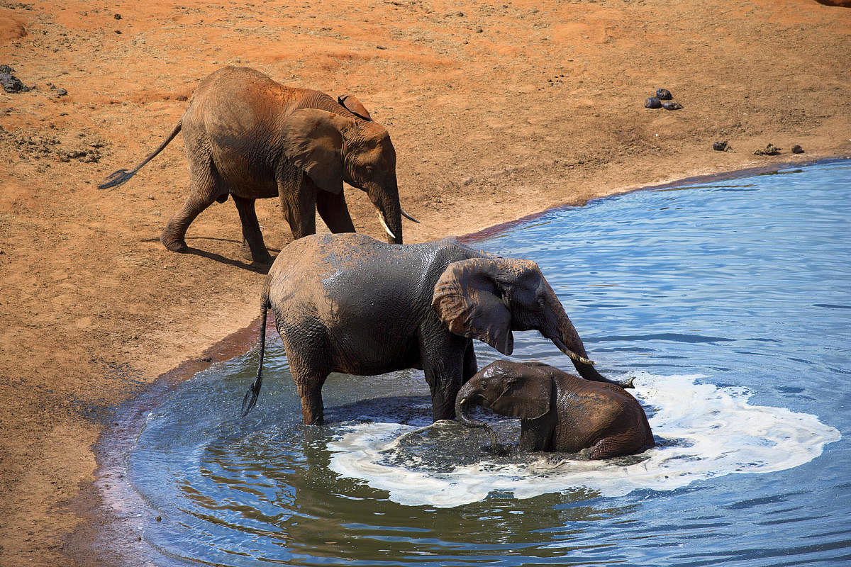 Elephants are vital to help other species find and reach water because when they go to a new water source, they clear trees and make pathways.