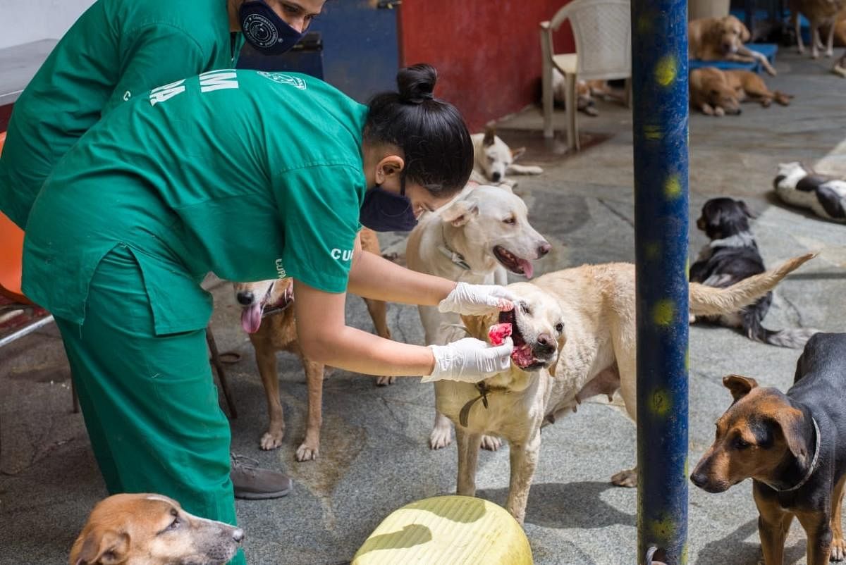 An abandoned Labrador being treated at the CUPA Trauma Centre, Sanjaynagar.