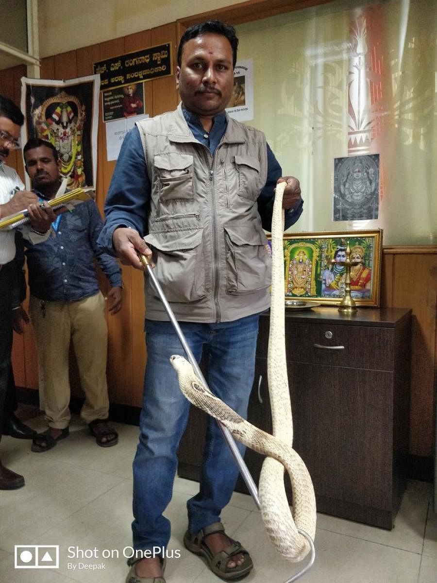 Rescuer Deepak S with a king cobra found inside a home in RR Nagar.