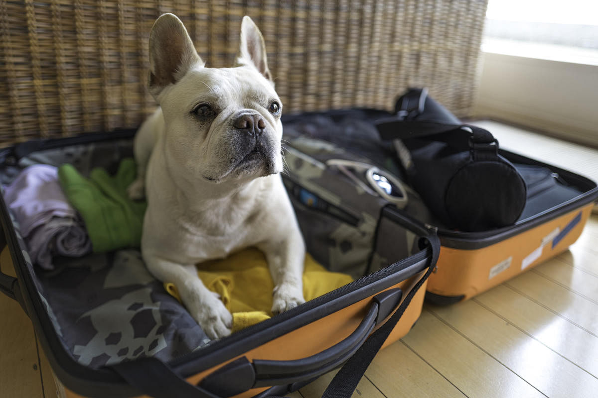 The separation anxiety of being away from your pet can be overbearing, and it is the same for the little pooches.