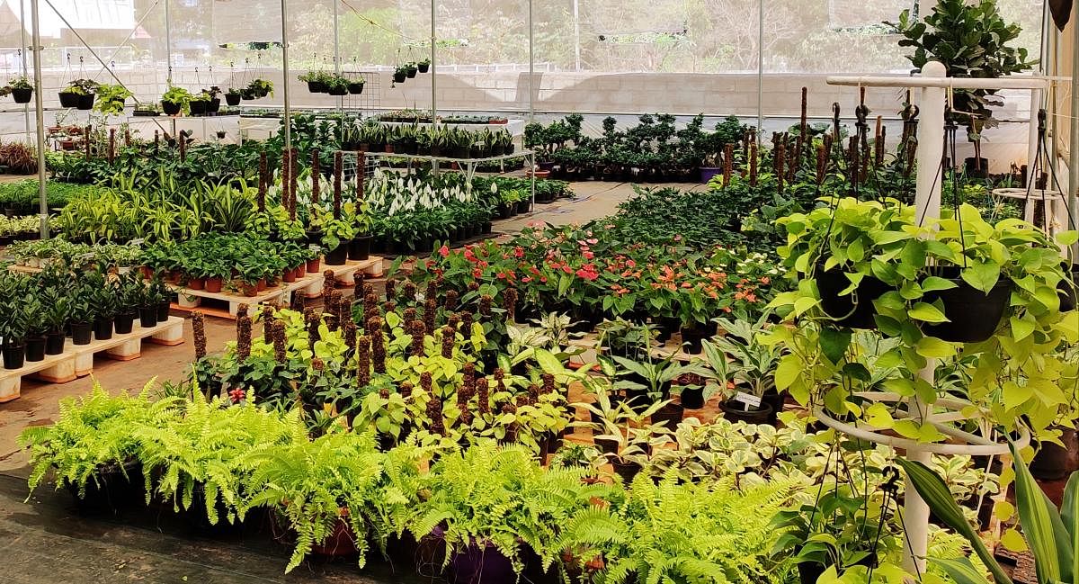 Diverse varieties of plants displayed for sale at a nursery in Yelahanka. Photo by Chaitra