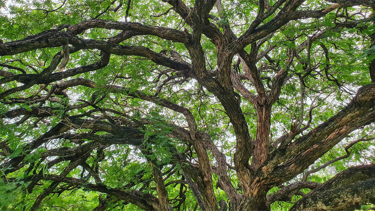 Rosewood tree/Representative Image. Credit: iStockPhoto