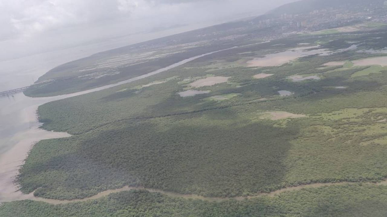 A view of mangroves forests. Credit: NatConnect Foundation