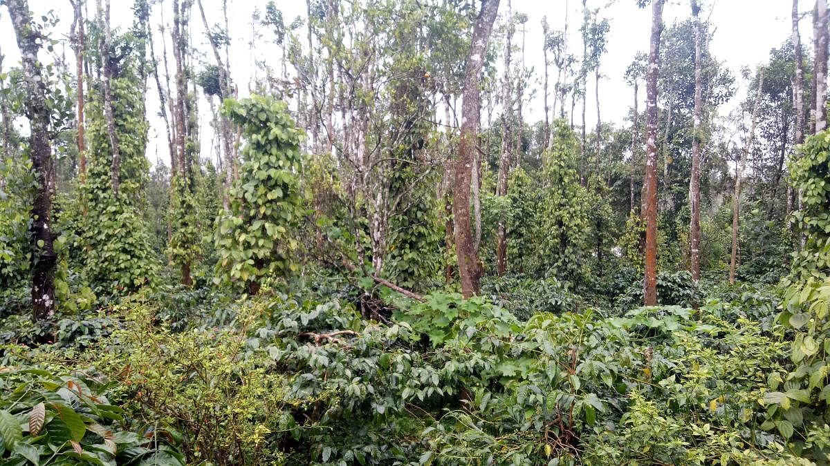 Coffee plants and pepper vines at a plantation in Kodagu district.