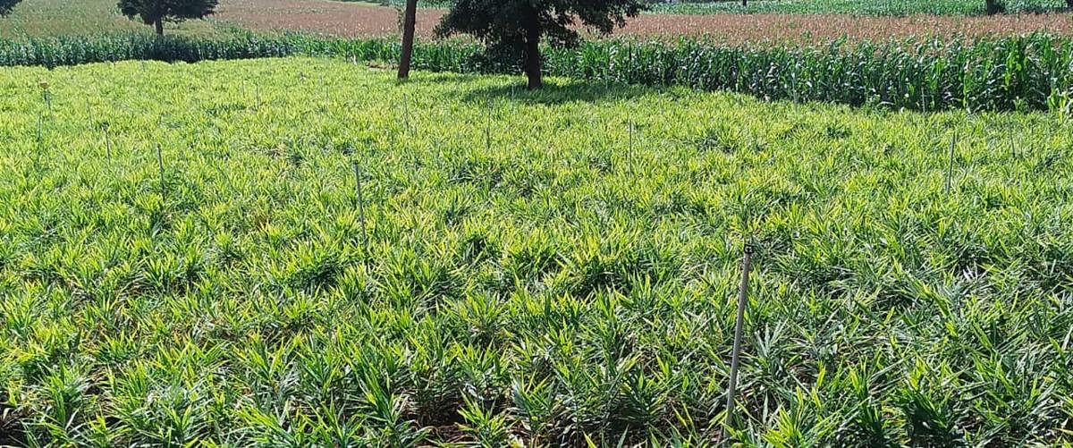 Ginger grown at a village in Kushalnagar.