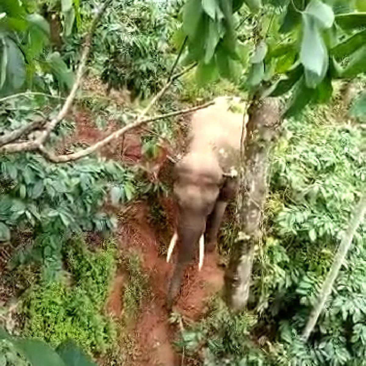 A lone tusker at a coffee plantation in Injalagere.