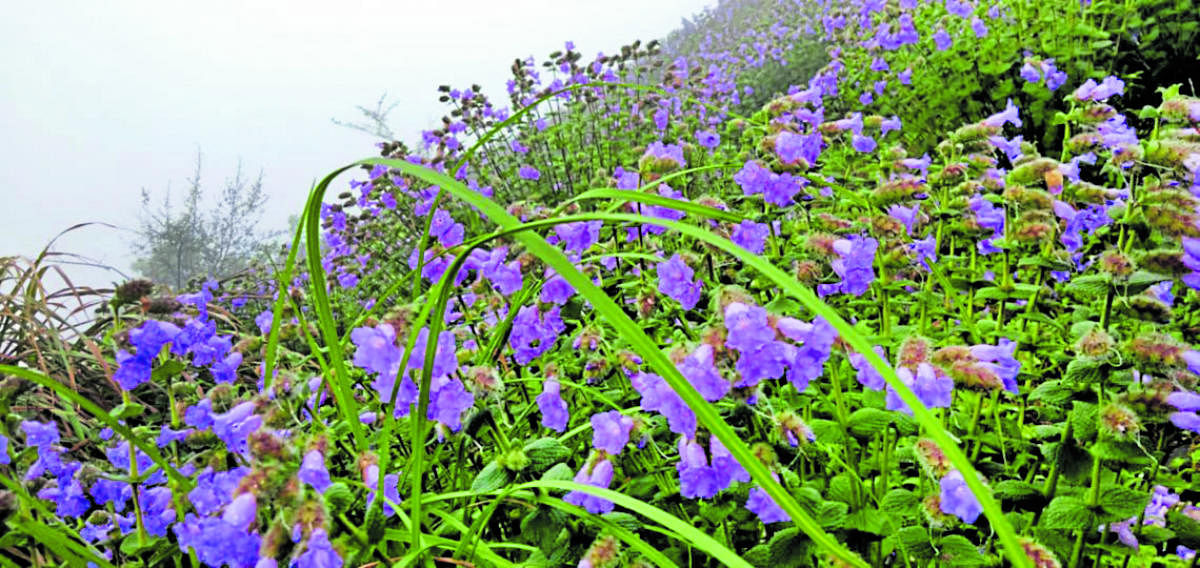 Neelakurinji flowers at Mandalpatti near Madikeri.