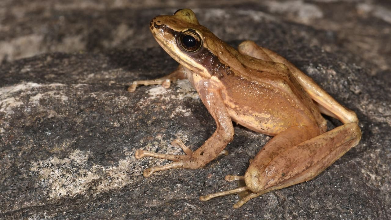 Adi Cascade Frog. Credit: Special Arrangement