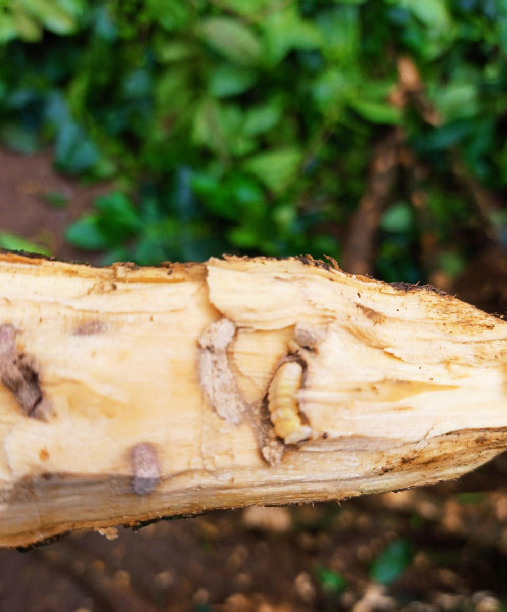 The stem borer disease has affected the coffee plants in an estate in Suntikoppa.