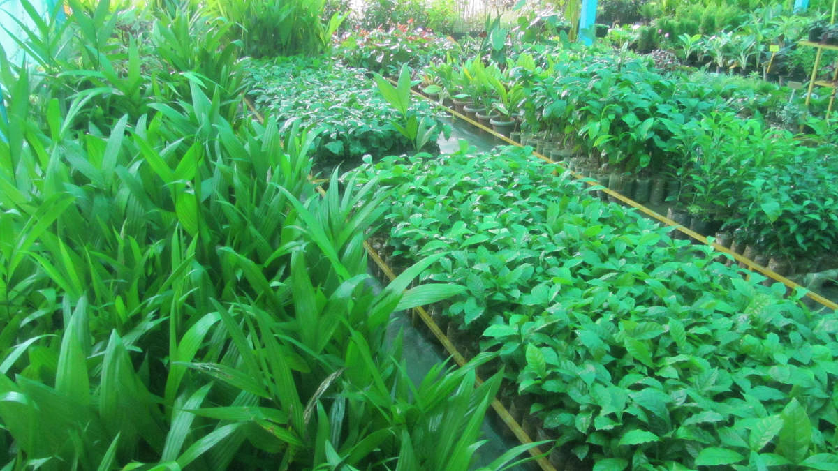 A variety of saplings on sale at a nursery in Kodagu district.