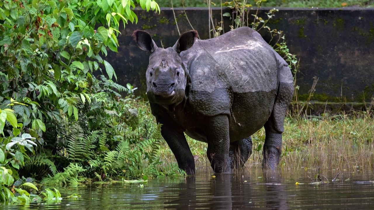 A rhino takes shelter at a higher land in the flood-hit Kaziranga National Park in Nagaon district of Assam, Thursday, July 16, 2020. Credit: PTI File Photo