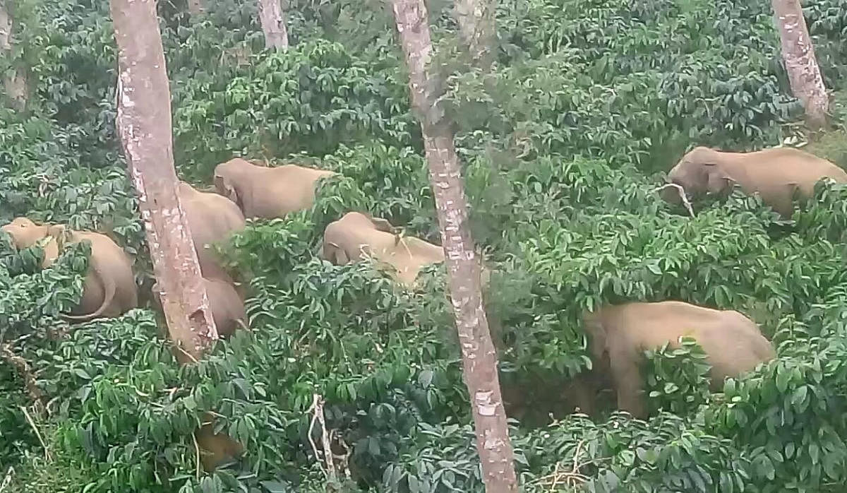 An elephant herd at a plantation in Siddapura.