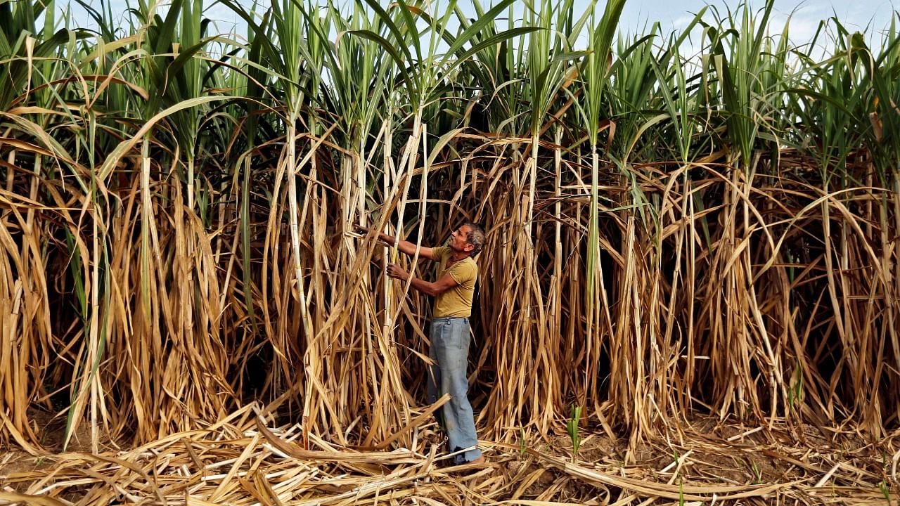 For the current season, sugar mills have bought cane worth Rs 90,959 crore and payments of Rs 86,238 crores have been made to farmers. Credit: Reuters File Photo