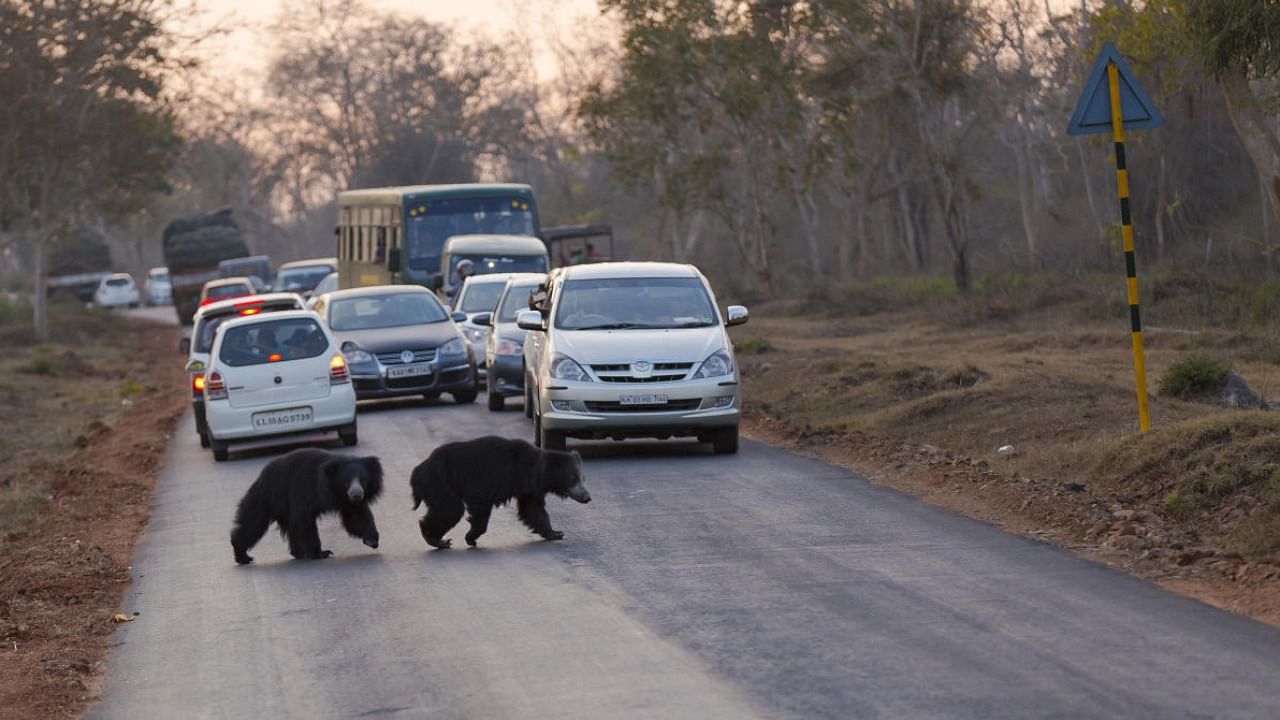 The widening of the road is expected to increase the number of roadkills in Bandipur Tiger Reserve. Credit: DH 