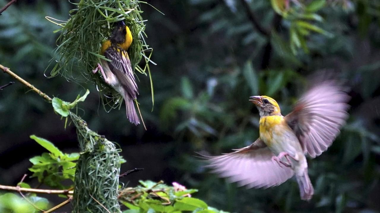 Baya weaver birds build a nest. Credit: PTI File Photo