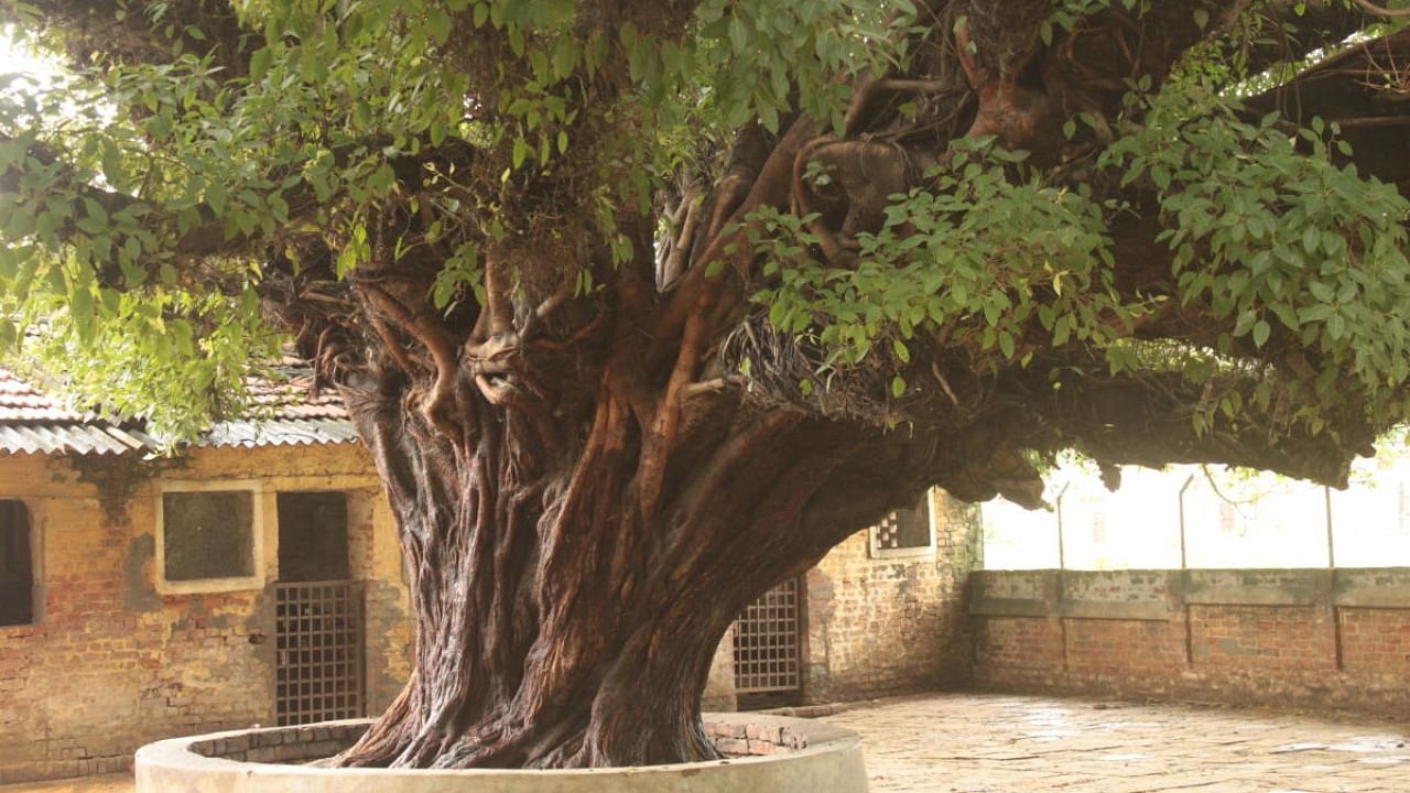 Ficus virens is recommended in urban planning due to its reduced susceptibility to air pollution. Credit: Nimesh Ved