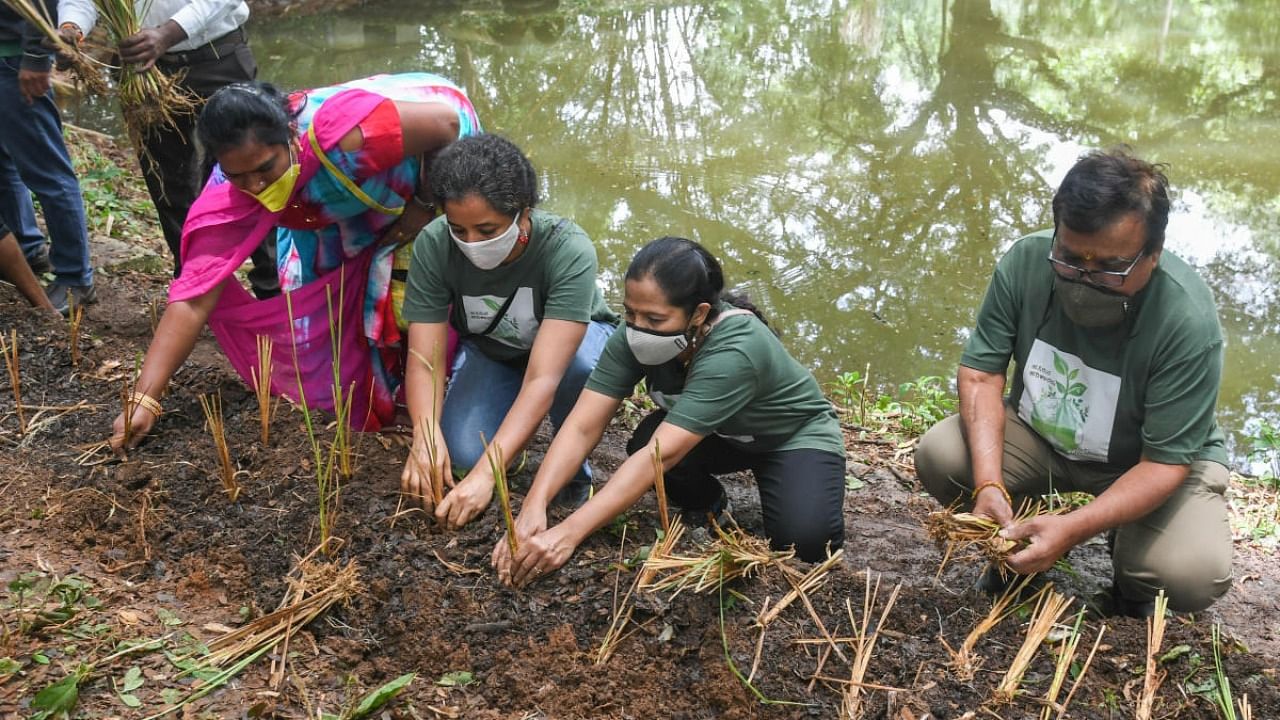 The vetiver saplings were planted to conserve water and soil. Credit: DH Photo/SK Dinesh