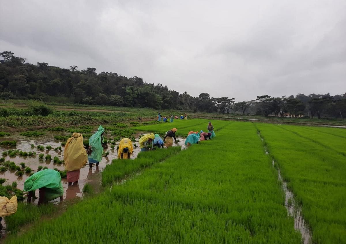 Farmers engage in the transplantation of paddy seedlings in Virajpet. Credit: DH Photo