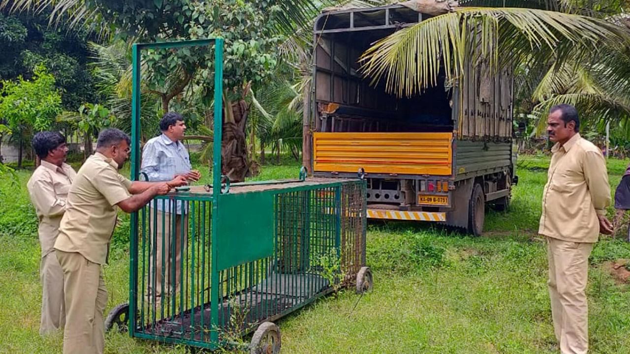 Forest department officials place a cage to trap a crocodile near Ranganathittu Bird Sanctuary in Srirangapatna taluk in Mandya district on Sunday. Credit: DH Photo