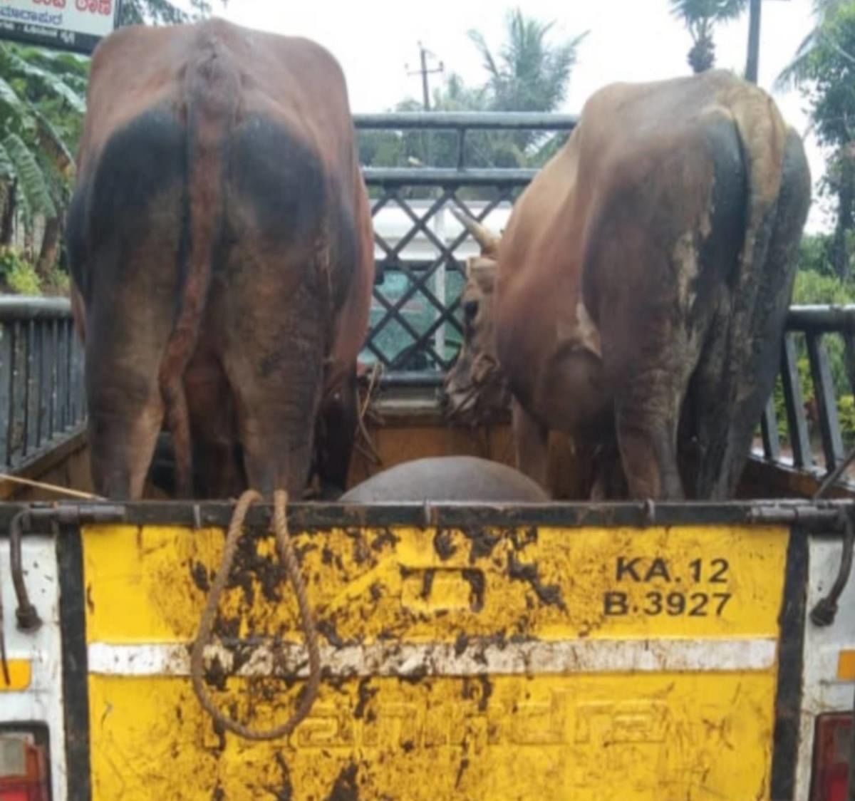 Cattle seized at Takeri village near Somwarpet.