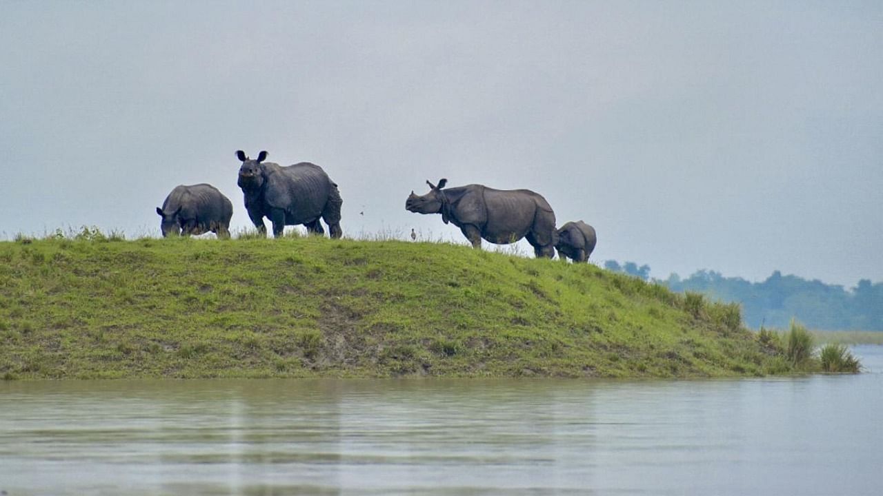 File Photo of Assam’s Kaziranga National Park. Credit: PTI Photo