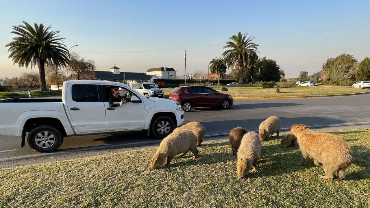 Several families of capybaras stroll through Nordelta, one of the most exclusive private neighbourhoods in Argentina. Credit: AFP Photo