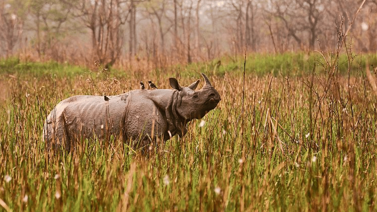 Greater one-horned rhinoceros in golden hour, at Orang Tiger Reserve, Assam, India. Credit: Wikimedia Commons