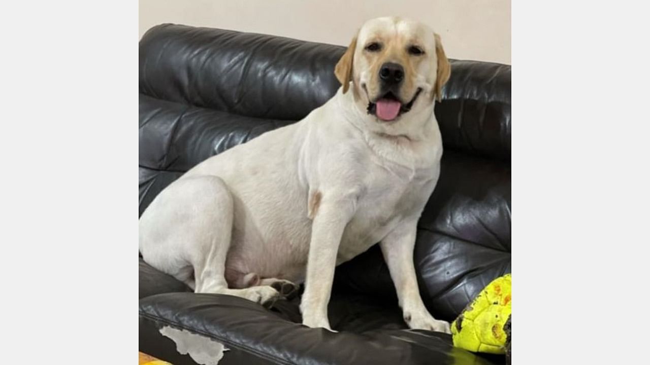 Rolly, the dog, has had a single kidney since birth. Credit: DH Special Arrangement 