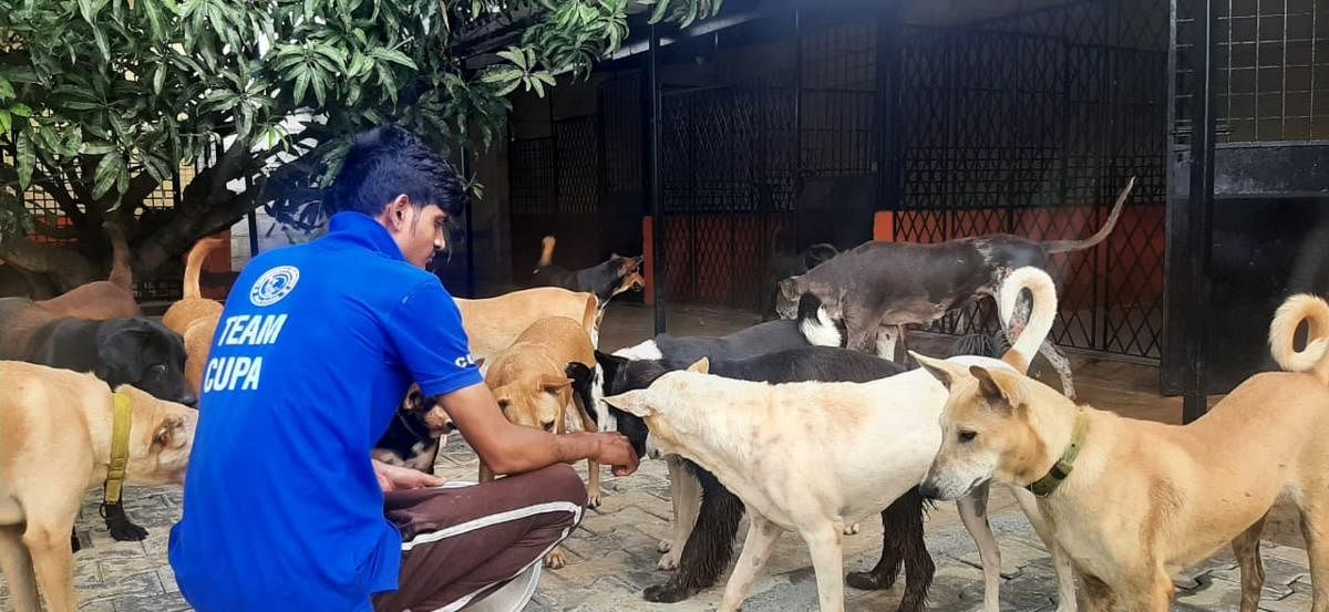 Indrajeet, one of the caregivers at CUPA Second Chance Adoption Centre. The centre has around 140 dogs.