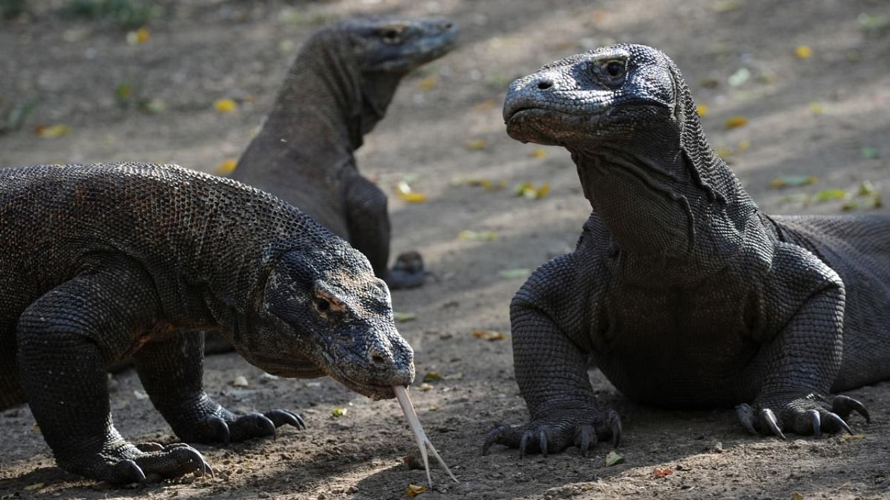 Komodo dragons -- the world's largest living lizards -- are found only in the World Heritage-listed Komodo National Park and neighbouring Flores. Credit: AFP file photo