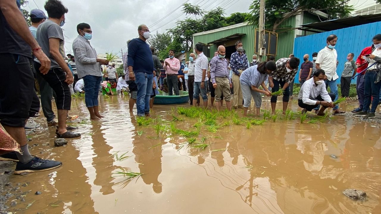 Senior citizens, women and children from the surrounding areas planted paddy saplings in the slushy muddy puddle. Credit: DH Photo/Niranjan Kaggere