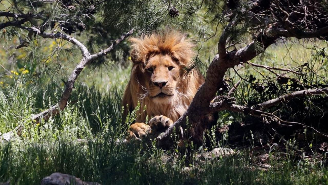 In this file photo taken on April 10, 2019, a lion rests in an enclosure at the sanctuary in Jerash, some 50 kilometres north of the Jordanian capital. Credit: AFP Photo