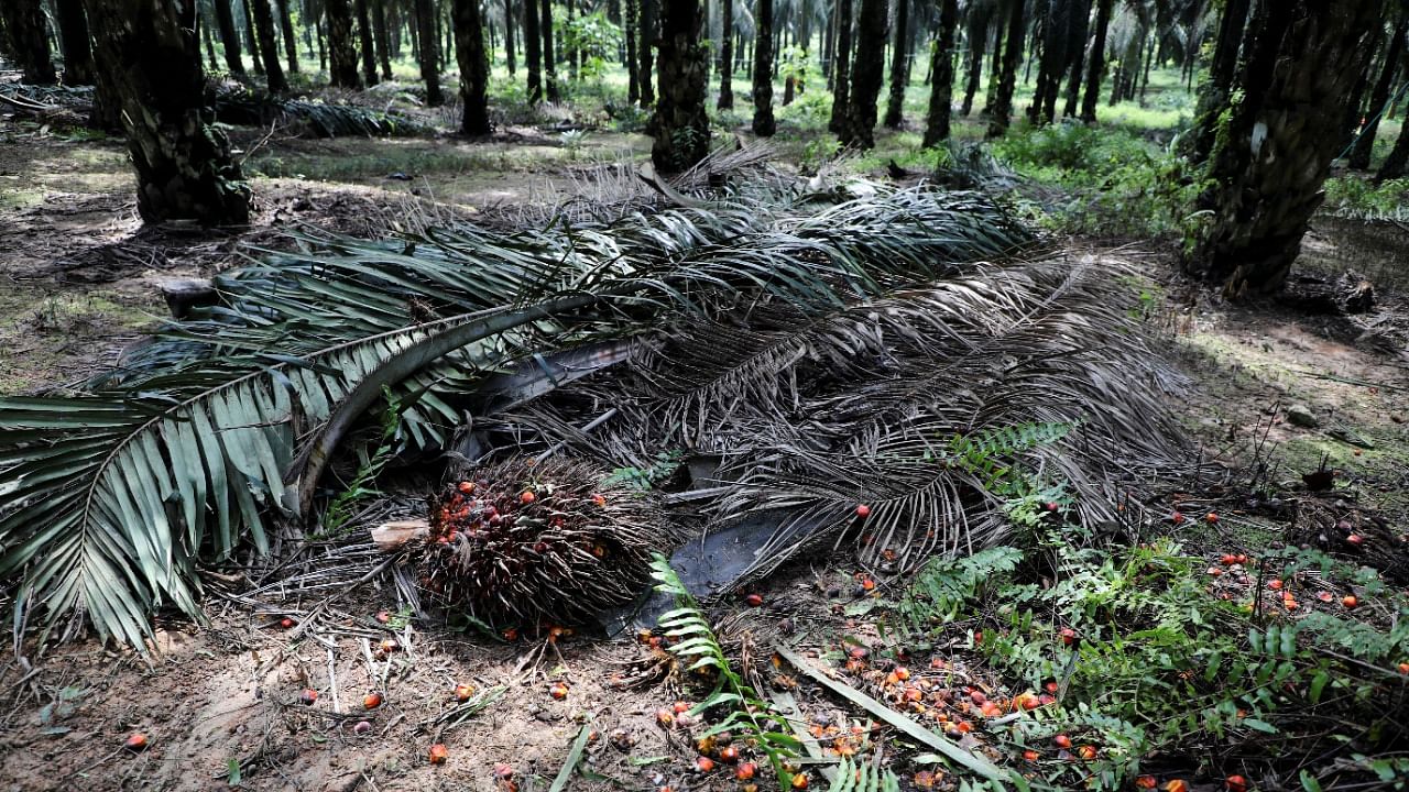 Palm oil fruits lay on the ground at an oil palm plantation in Slim River, Malaysia. Credit: Reuters Photo